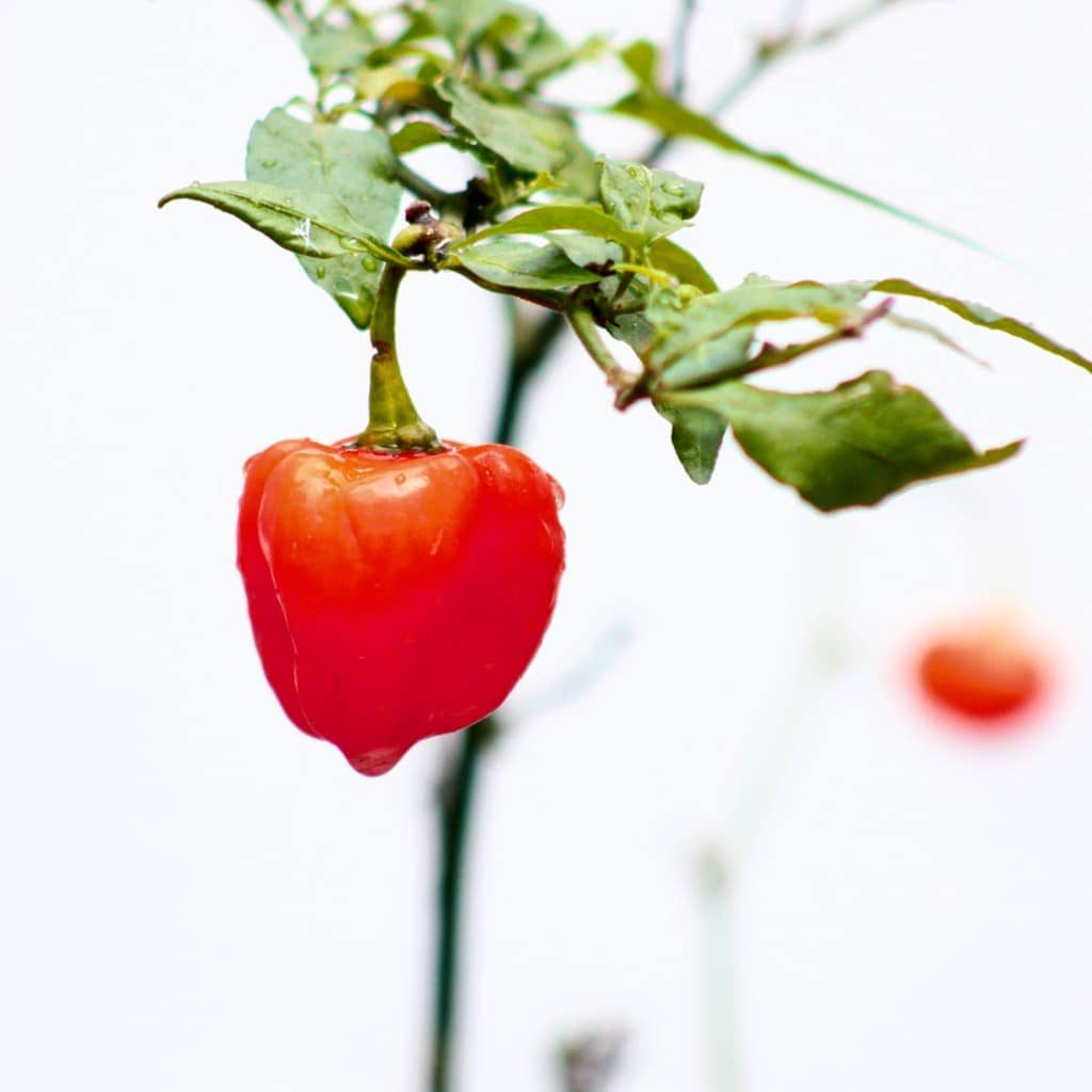 Zacinska Paprika Zacin Upotreba Biljka Kotanyi